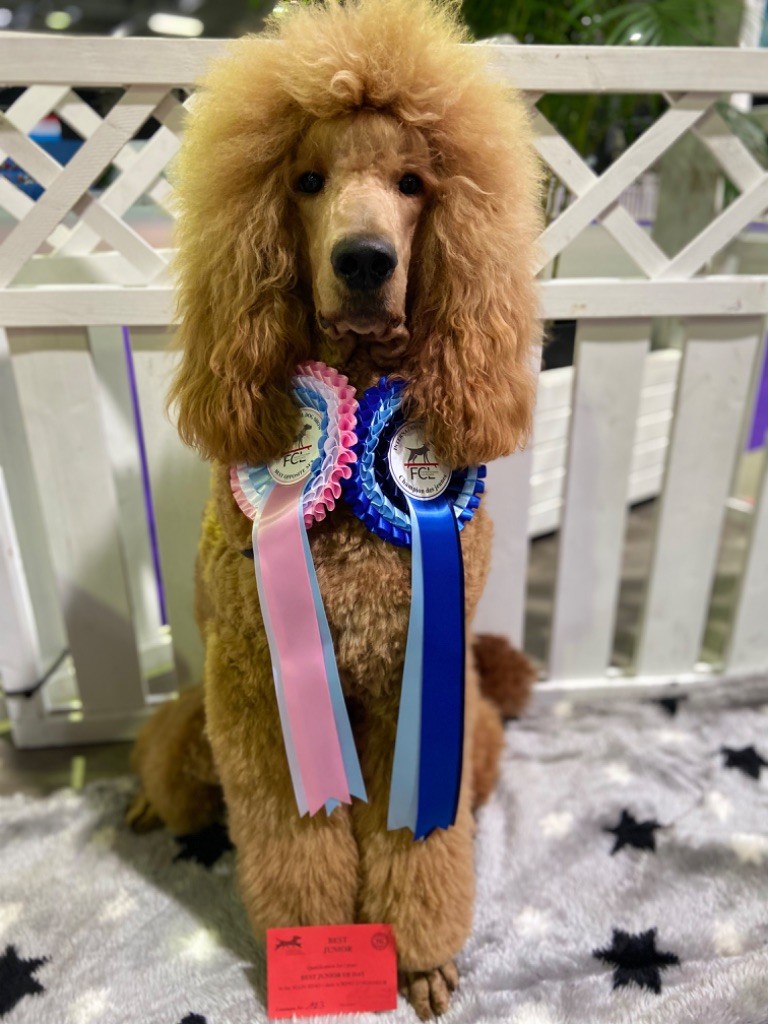 Kasa Give 'n' Kiss - Nouveau jeune champion du Luxembourg et jeune champion de Belgique 