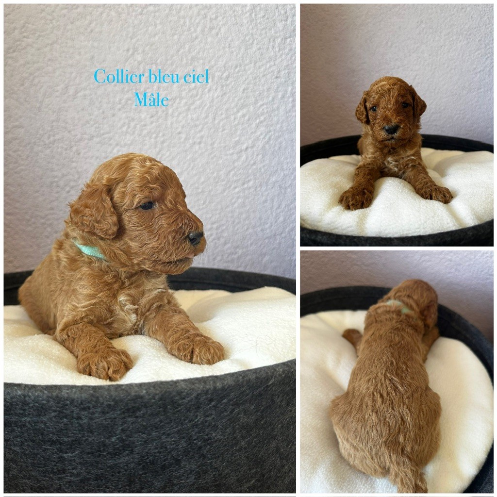 Kasa Give 'n' Kiss - Chiot disponible  - Caniche