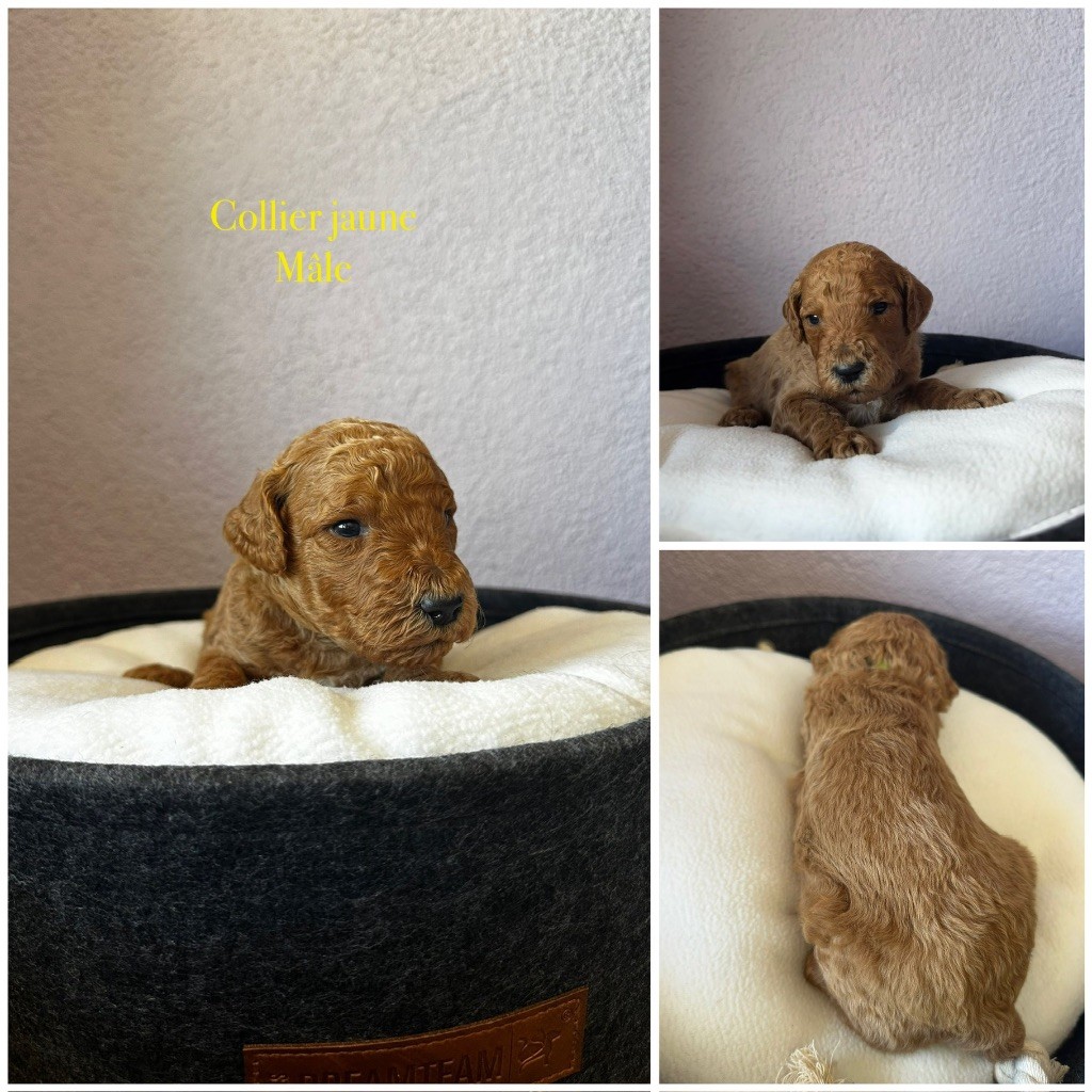 Kasa Give 'n' Kiss - Chiot disponible  - Caniche