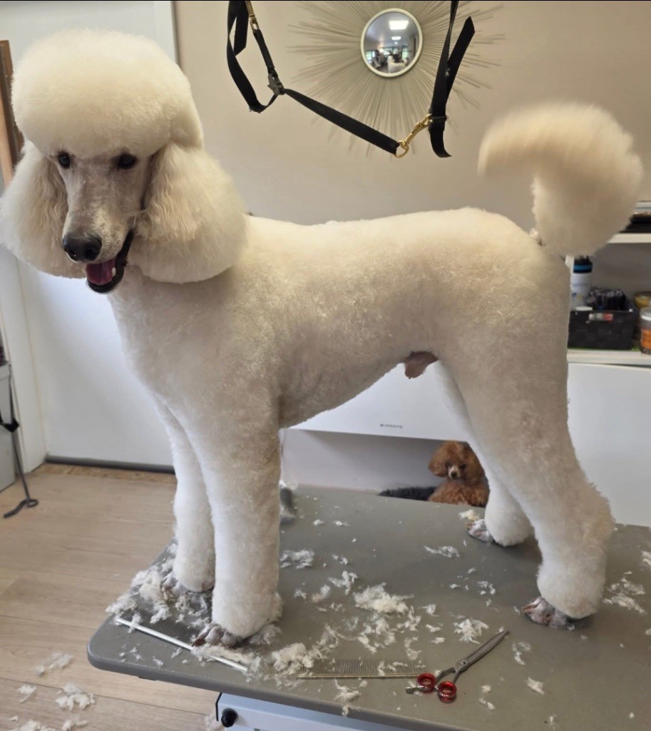 Volt divazzaro ( grand caniche) de Kasa Give 'n' Kiss