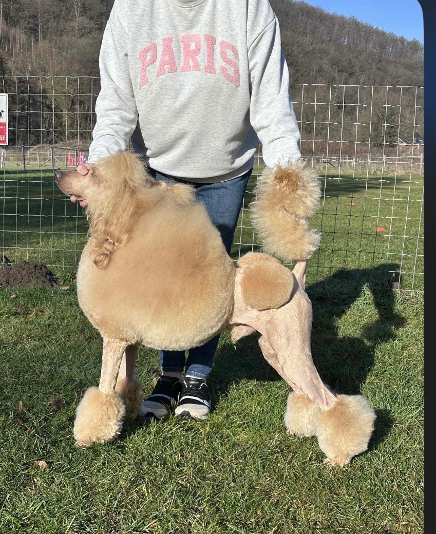 CH. Rhett butler (grand caniche) ze sfory chirona