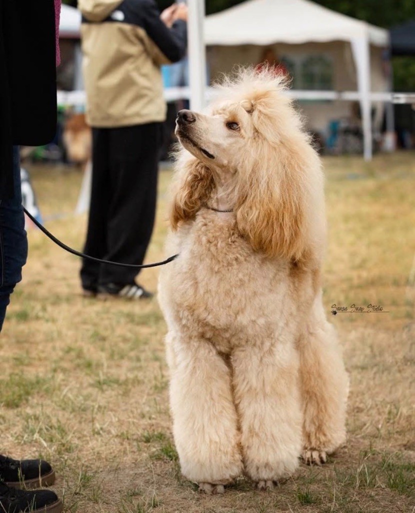 CH. Rhett butler ( grand caniche ) ze sfory chirona