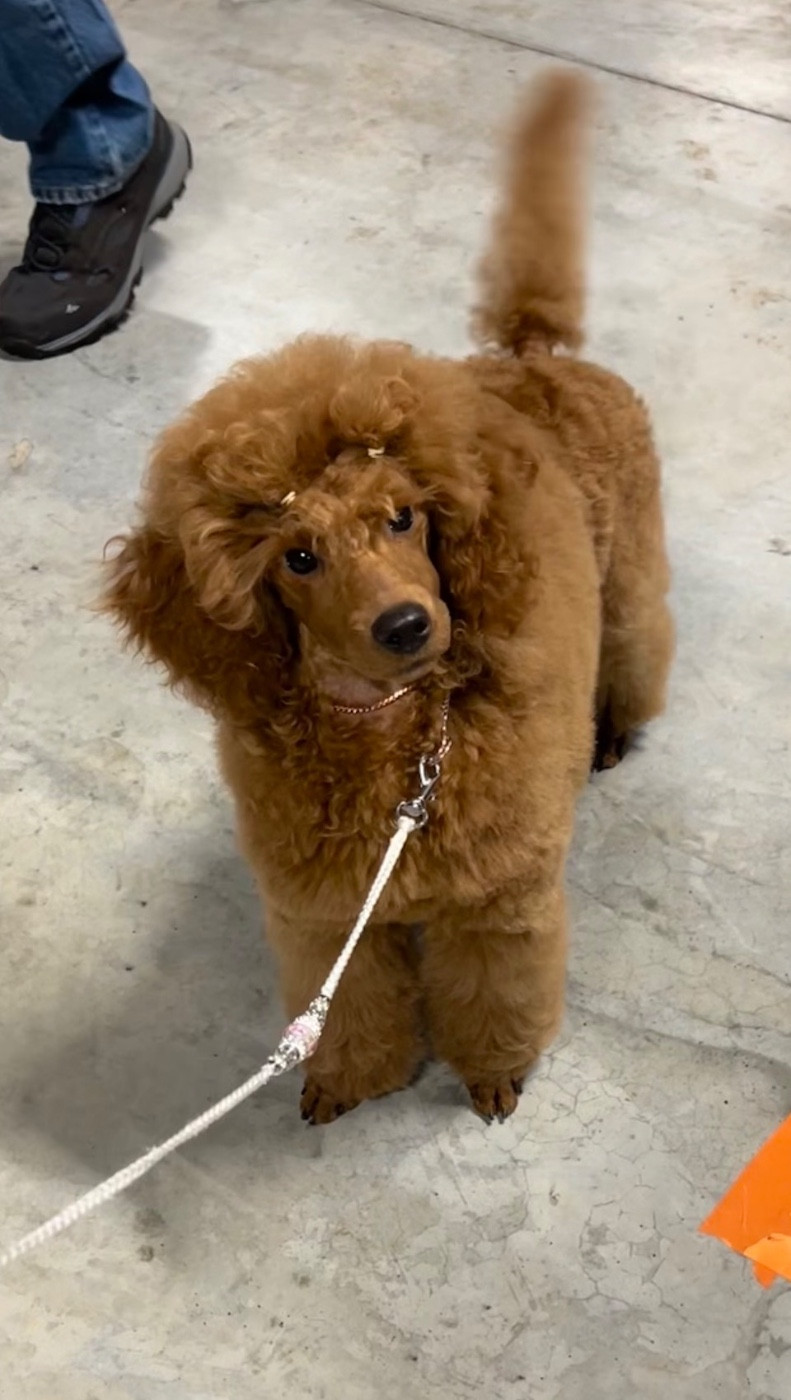 Armani Giorgio Du Domaine Des Anges Dores