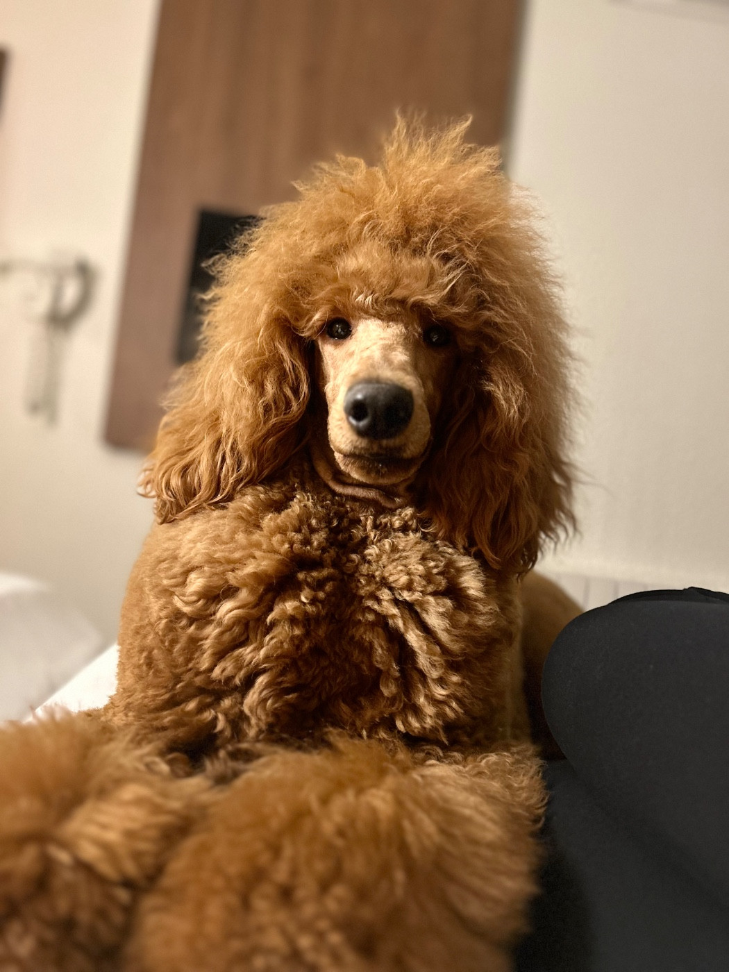 CH. Wesh Pretty show girl Kelly Kasa Give 'n' Kiss